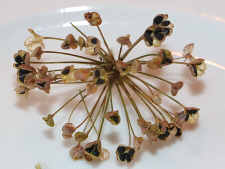 Samenstand des Knolauchs