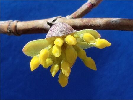 aufblühende Dirndlblüte