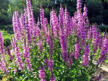 Blutweiderichblüten