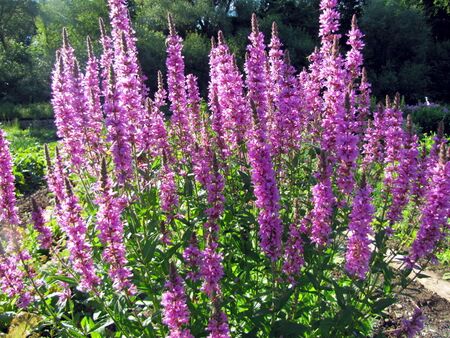 Blutweiderichin Blüte beim Teich