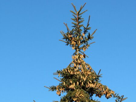 Wald hat geblüht - Fichte mit Zapfen