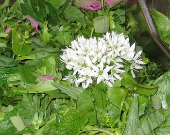 Steinschaler Wildkräutersalat mit Bärlauchblüte