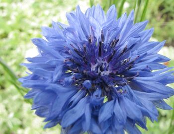 Kornblumenblüte