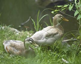 Laufenten im Garten