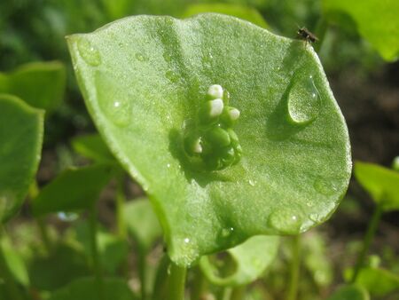 SG-Winterportulak mit Blüte