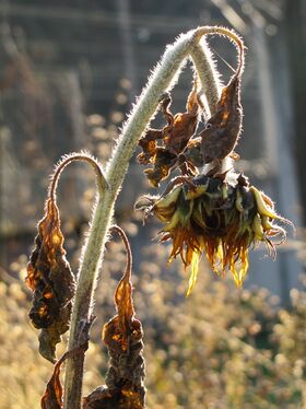 Sonnenblume im Frühwinter