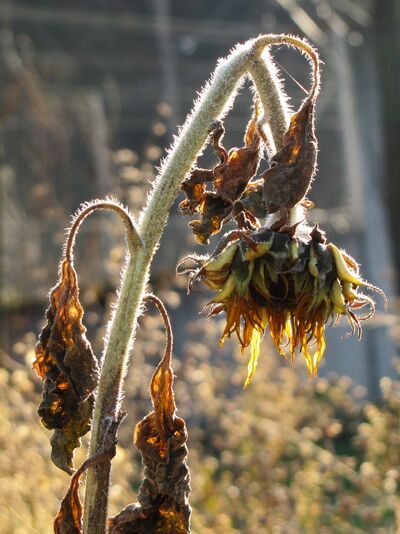 Sonnenblume im Frühwinter