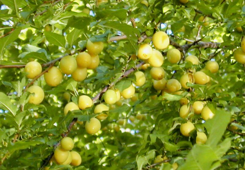 Datei:Kriecherl gelb.jpg