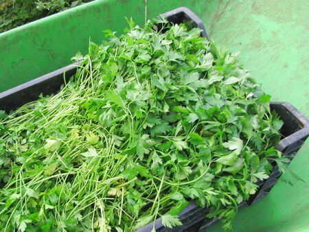 Petersilien-Ernte
