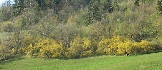 Dirndlweg: Blühender Dirndlzeiler