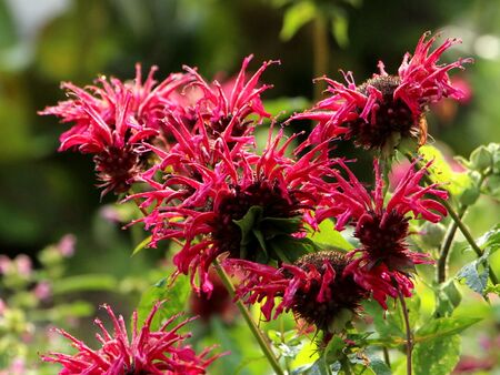 Indianernesselblüten - für Saft