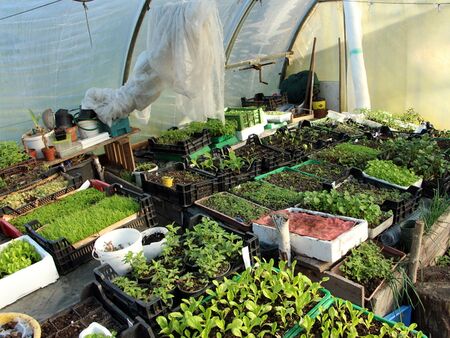 Jungpflanzenparade im Folientunne