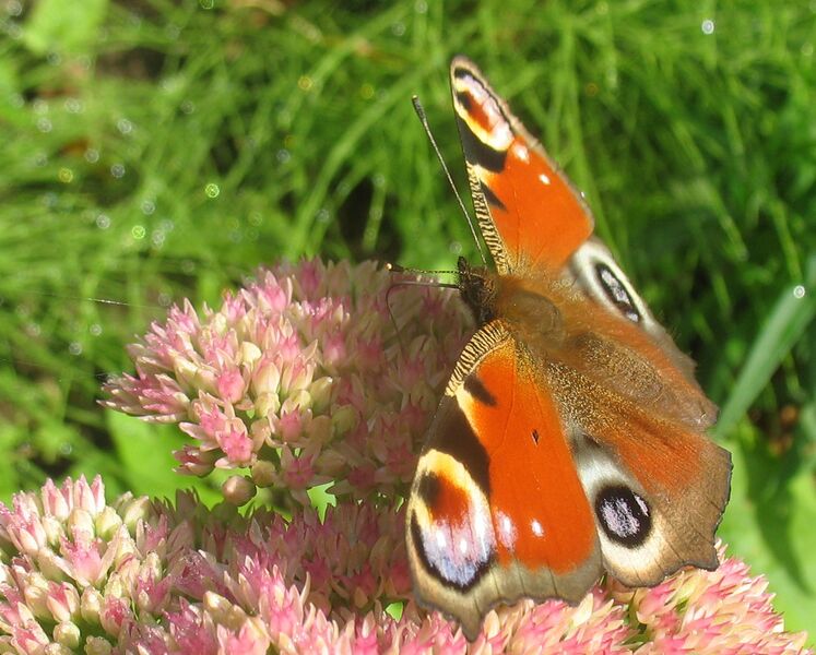 Datei:Schmetterling auf Fetter Henne.jpg