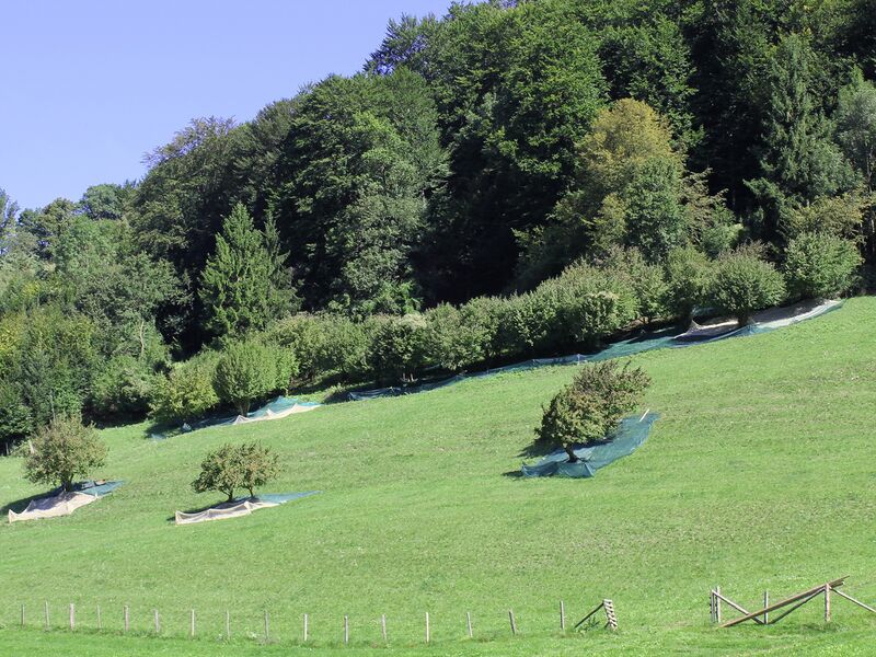 Datei:Dirndlernte Suppan2.jpg