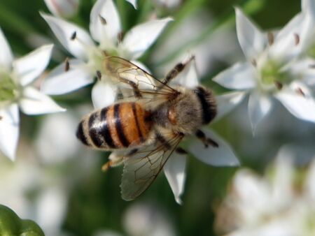 Knolauchblüte mit Wildbiene