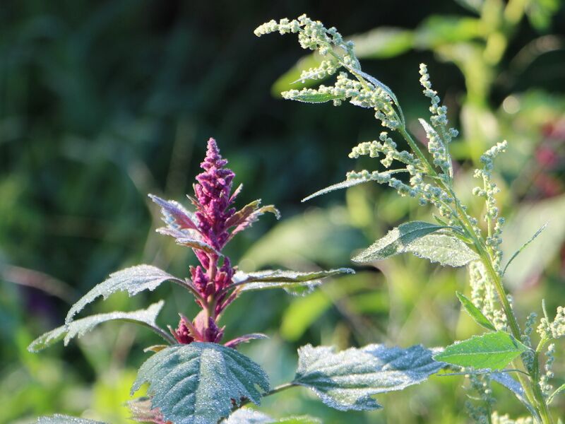 Datei:SG Magenta u Ackermelde.JPG