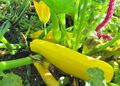 Herbstliche Zucchini.jpg
