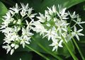 Bärlauchblüte einzeln.jpg