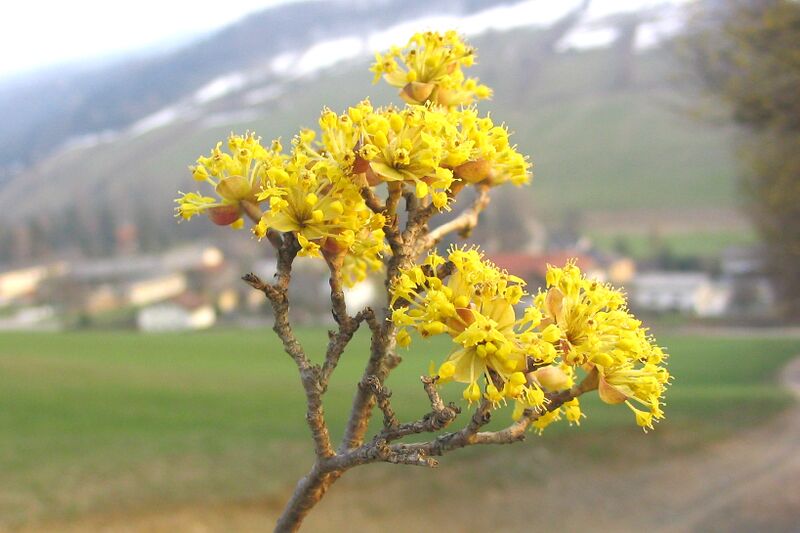 Datei:Dirndlblüte 0 r.jpg