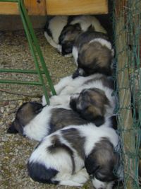 Bild:Kleine Hunde 9.jpg