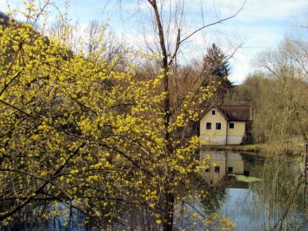 Dirndlblüte - ein Traum im zeitgen Frühjahr