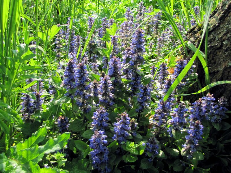 Datei:SG Günselblüte .jpg