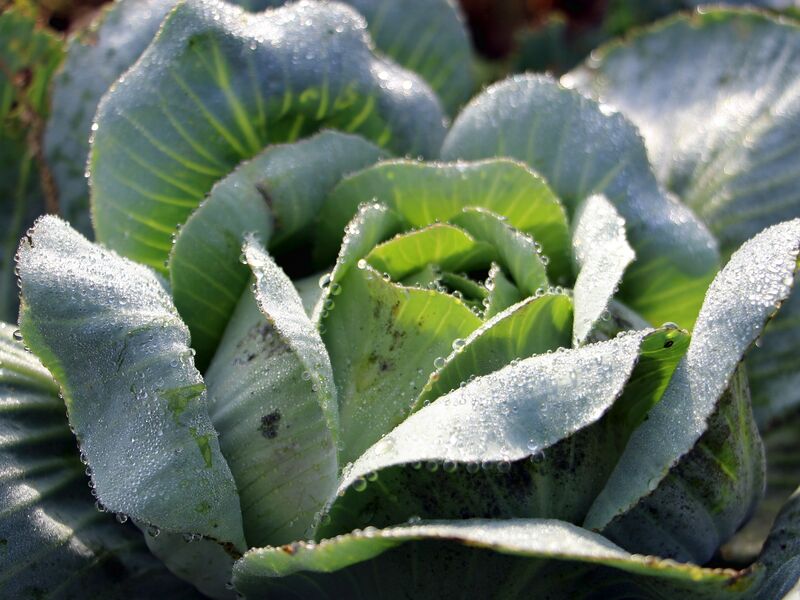 Datei:SG Krautkopf.jpg