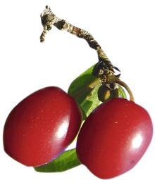 Dirndl: freigestelltes Markenobst