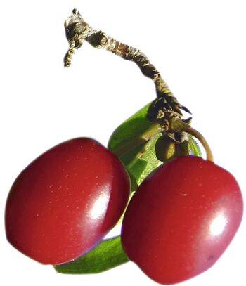 Dirnd: freigestelltes Markenobst