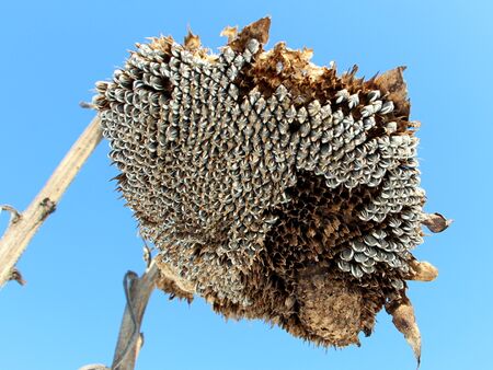Sonnenblume Samenstand im Winter