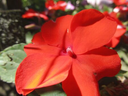 Fuxlblüte auf der Terrasse