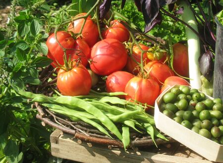 Ernte mit Paradeiser