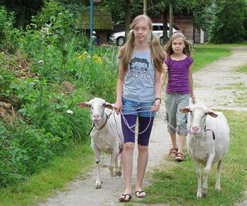 Schafspaziergang