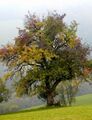 Herbstpracht Birnbaum.jpg