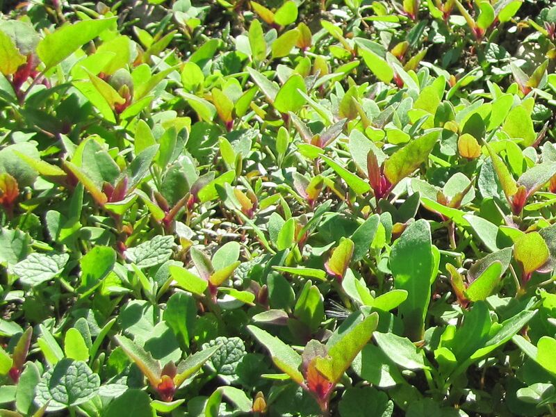 Datei:SG Magentamelde spriesst.jpg