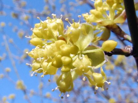 Dirndlblütenbüschel