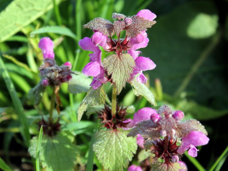 Datei:SG Taubnessel7.jpg