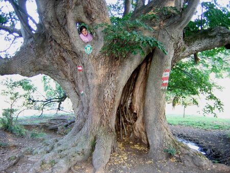 Hohle Linde bei der Bärenthaler Låckn