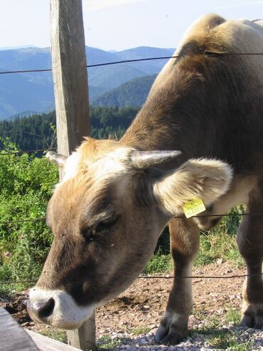 Sommerfrischlerin der Eisensteinalm bei der Hütte