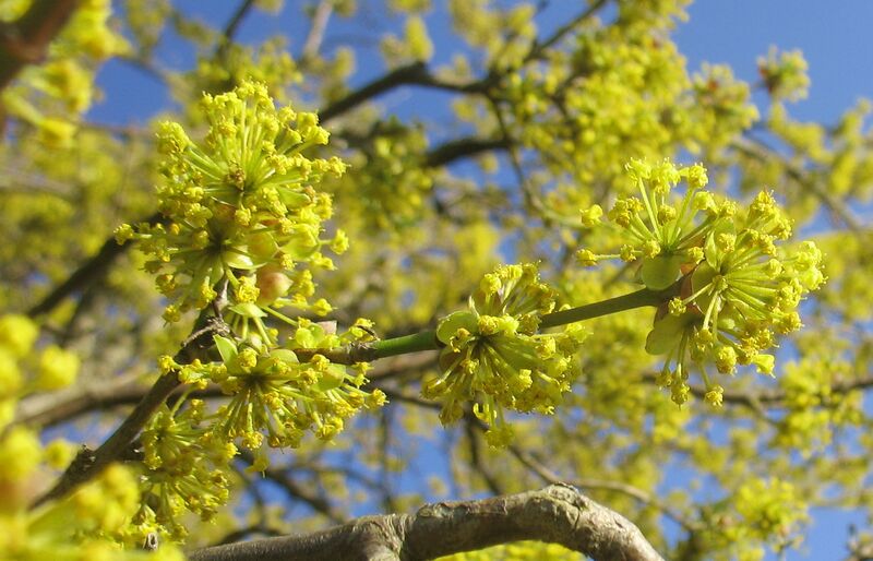 Datei:SG Dirndlblüte4.jpg