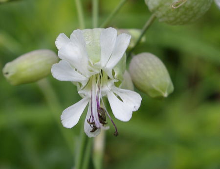 Klatschblume
