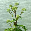 Angelica archangelica ausschnitt.jpg