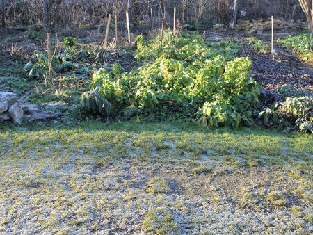 Morgenreif und "winterhartes" Kraut