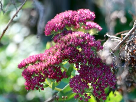 Fette Henne Herbstblüte