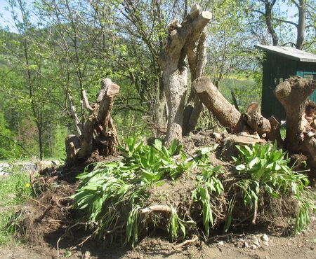 Stümmeldirndl versetzen für Dirndlsteig - Frühjahr 2009