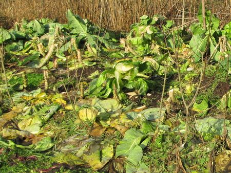 "Wintermulch" durch Erntereste die liegen bleiben