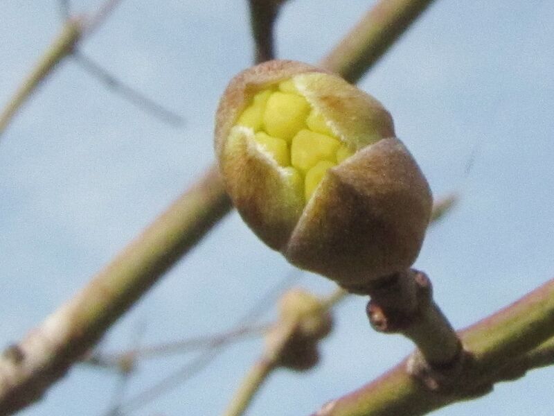 Datei:Dirndlknospen offen4.jpg
