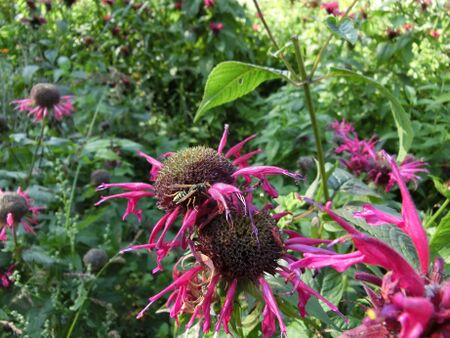 Feldwespe auf Indianernessel