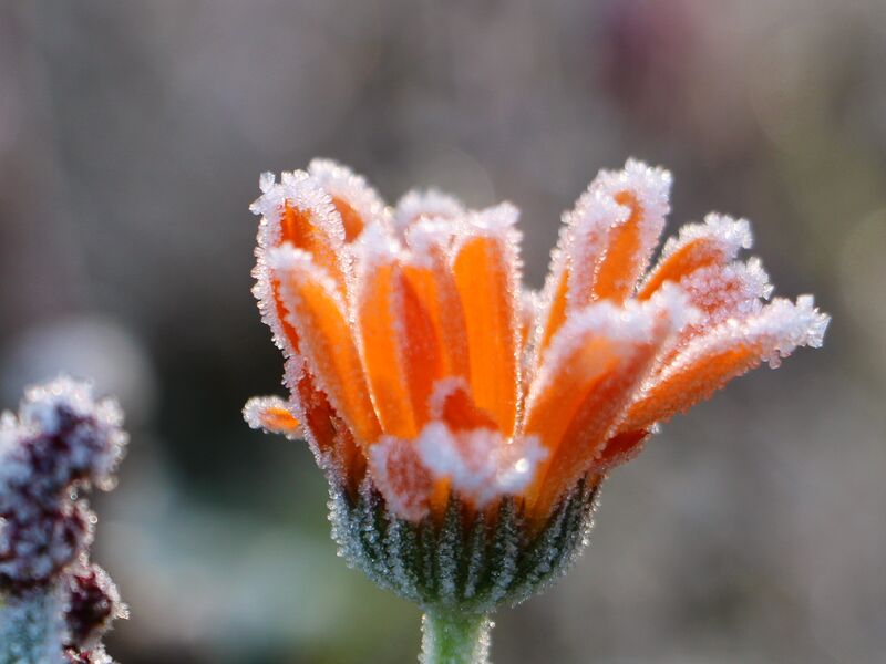 Datei:SG Ringelblume Winter Frost.JPG