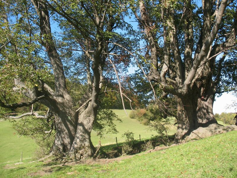 Datei:Bärntaler Lackn4.jpg